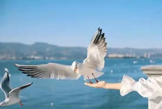 春节旅游最佳去处云南旅游攻略,春节云南旅游必去的景点推荐