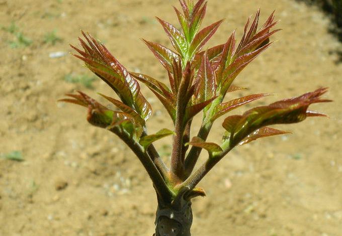 膝关节积液中药外敷膝盖疼,膝关节积液外敷药品大全