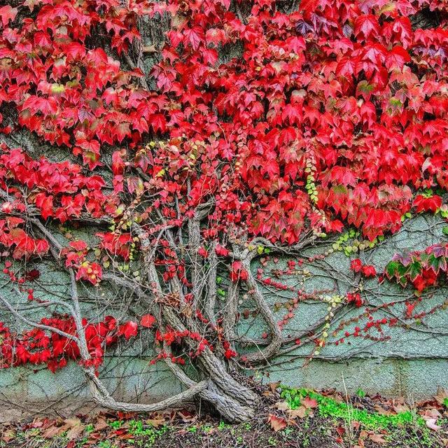 虎字植物,带虎字的花有哪些