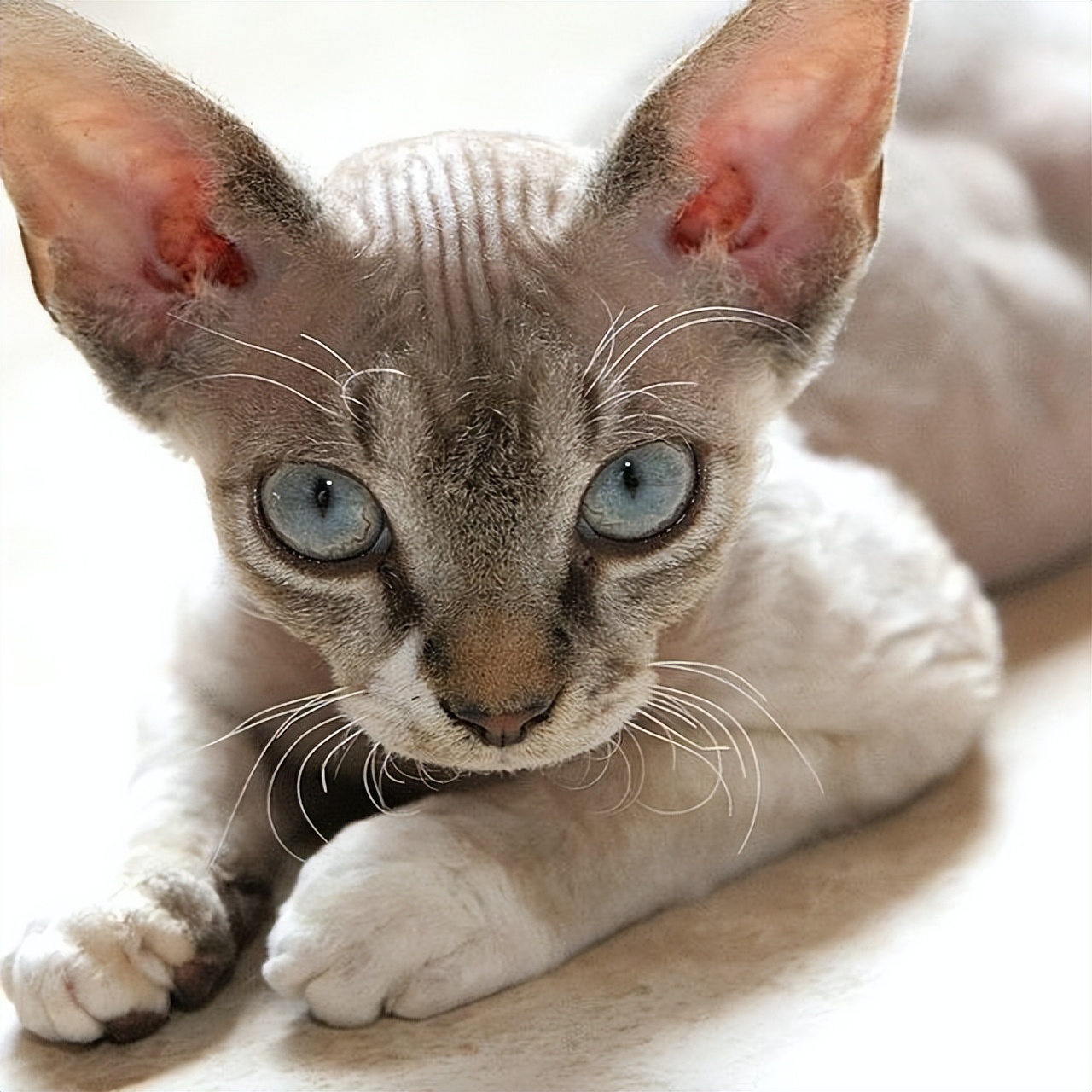 这六只猫你们第一眼喜欢哪一个,这6种猫脾气很好