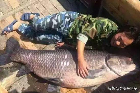 四大家鱼最深能生活在多少米,淡水鱼最大多大