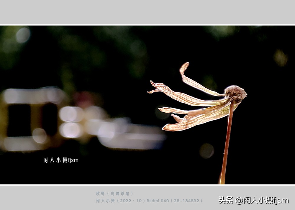 手机拍摄微距人像教程,关于手机微距摄影的一些小技巧