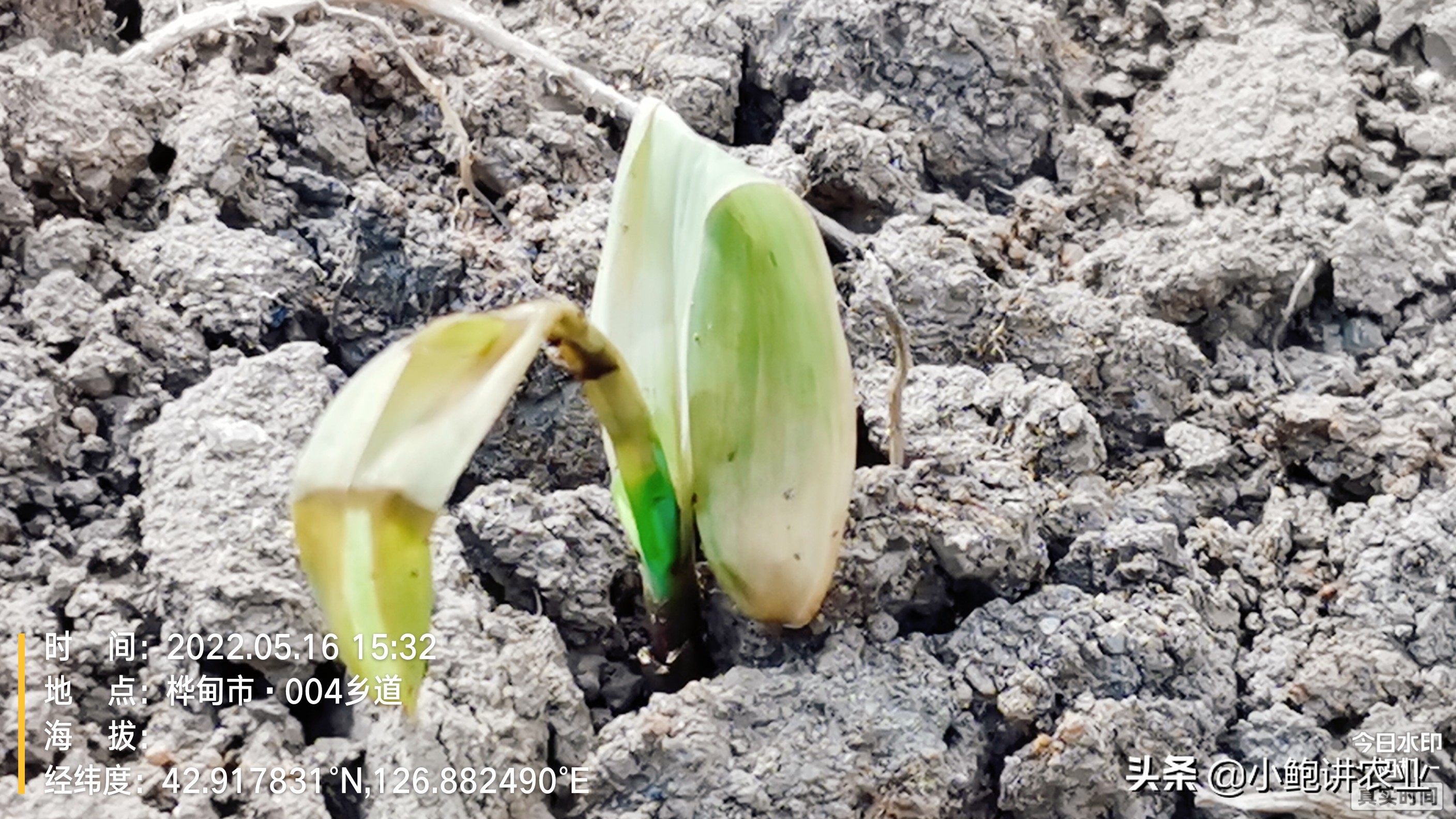 玉米冻害药害怎么办,玉米冷害会死苗吗