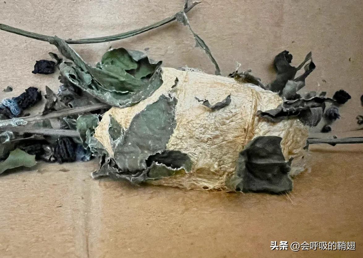 绿尾大蚕蛾吃什么,绿尾大蚕蛾饲养