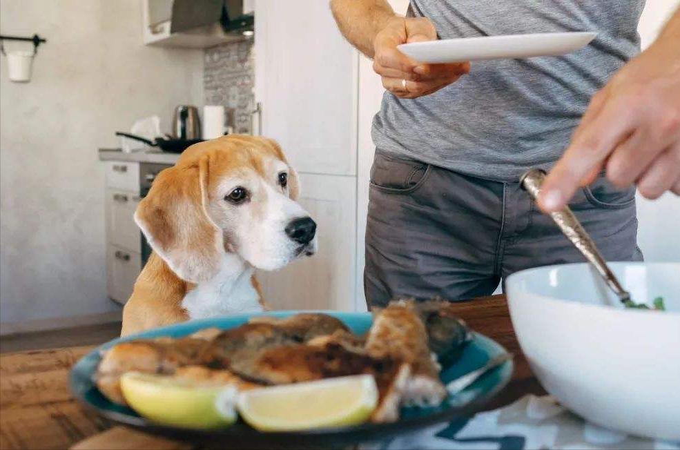 狗狗吃狗粮不嚼直接吞怎么办,狗狗不吃狗粮妙招大全