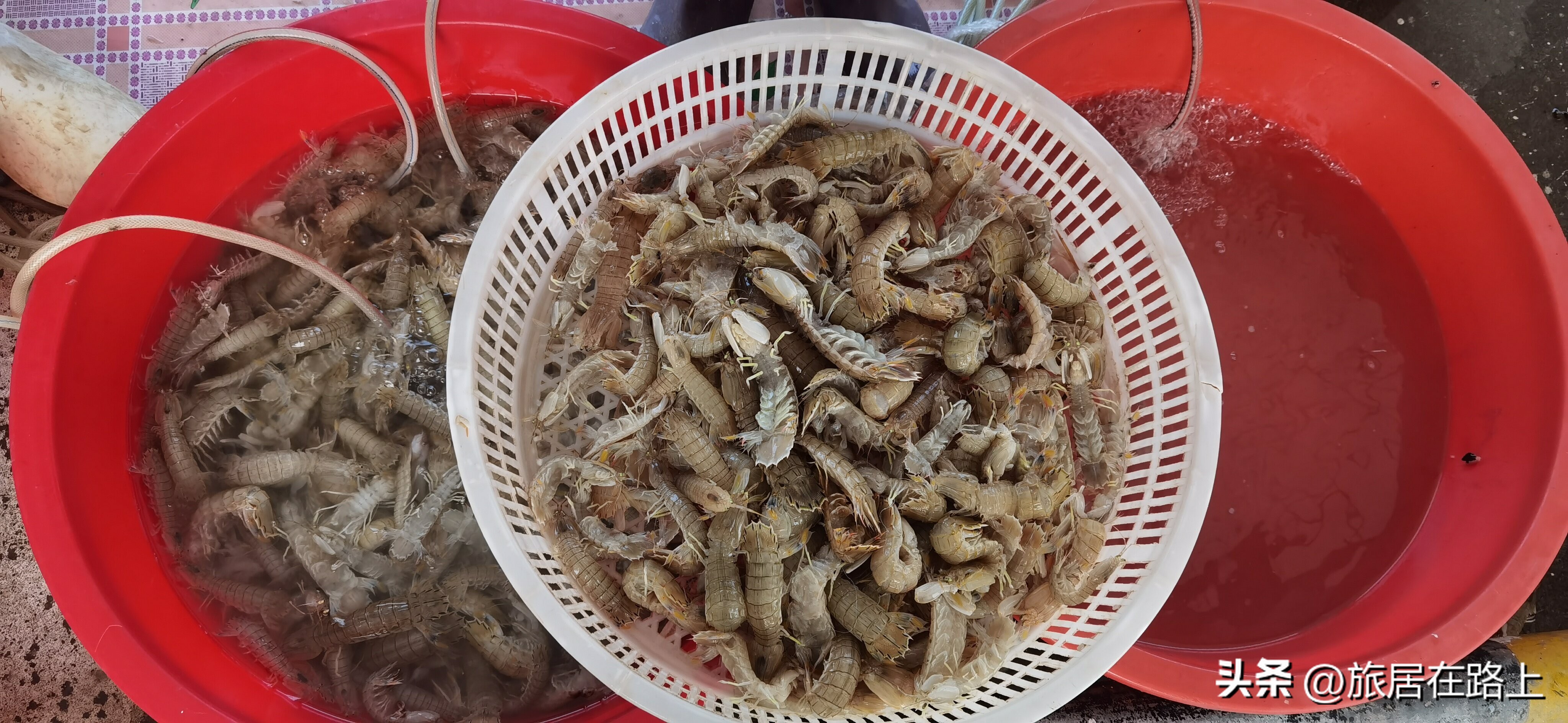 日照天气,日照直播