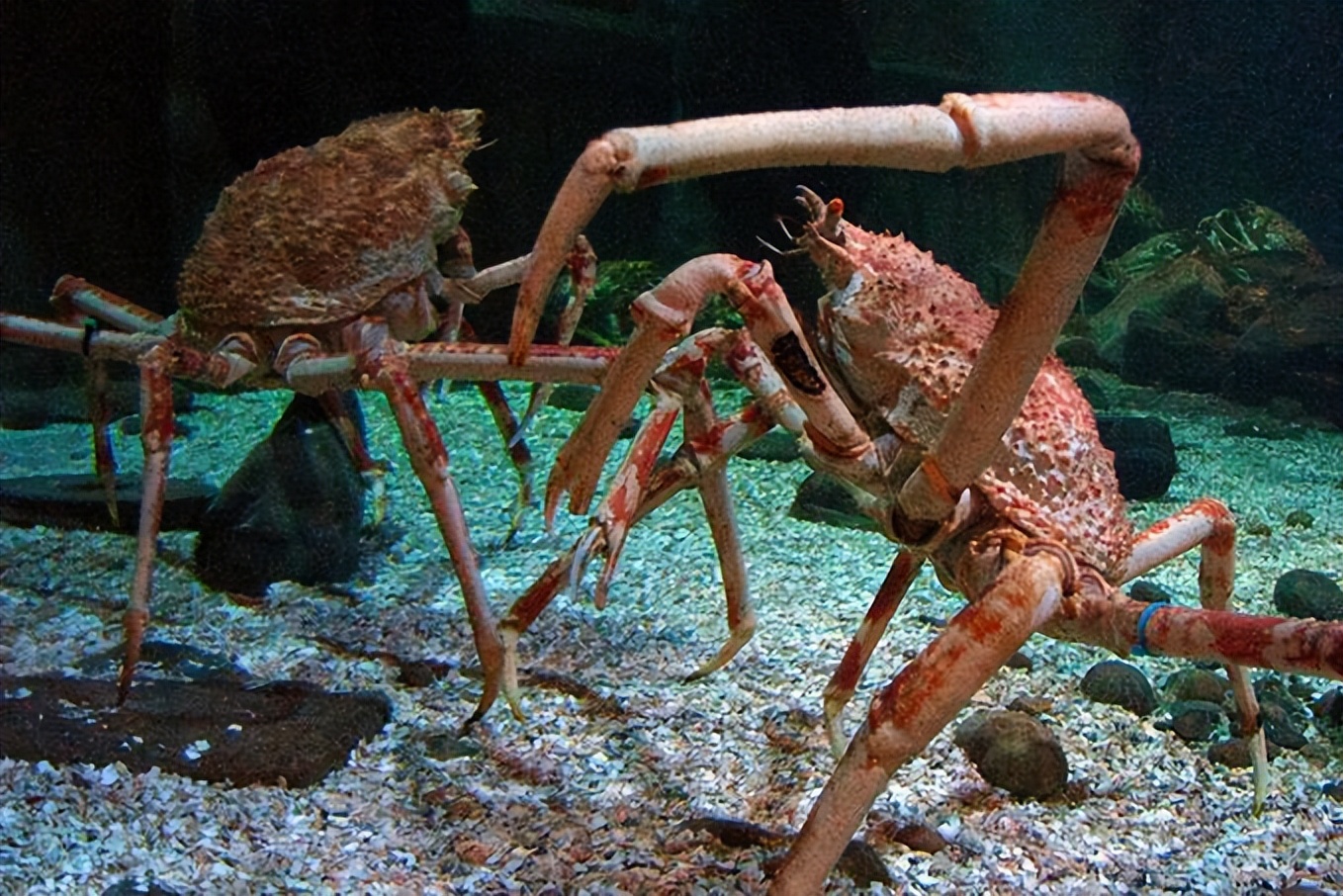 世界上长得最恐怖的生物长什么样,世界上最恐怖最罕见的生物