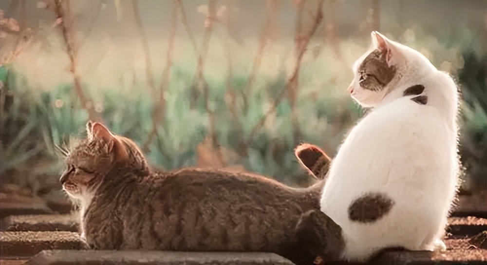 读世界名著中最经典的十句话感悟,10本世界名著经典语录