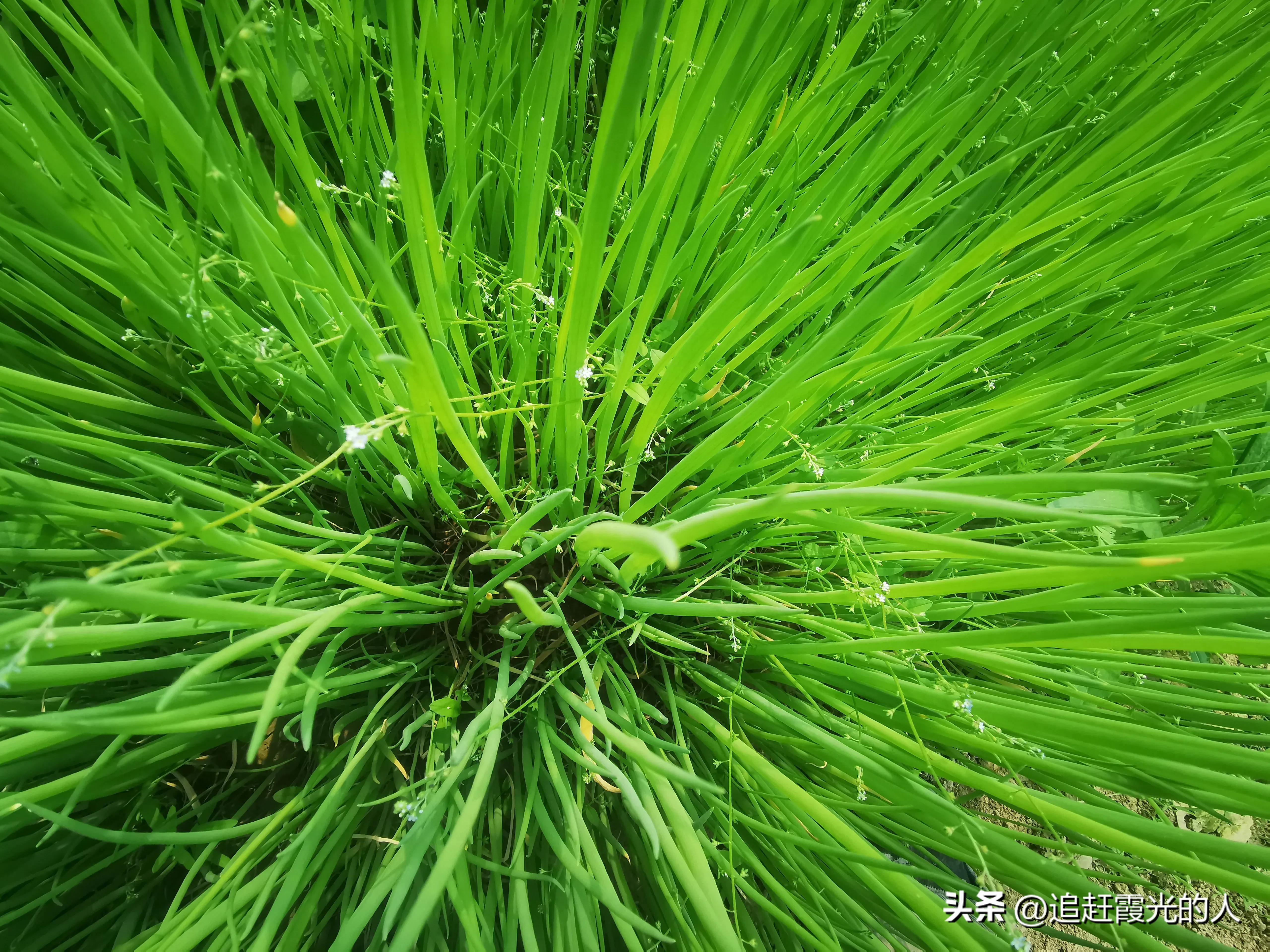 在哪里能租到北京的农家小院,北京哪里可以租农村小院