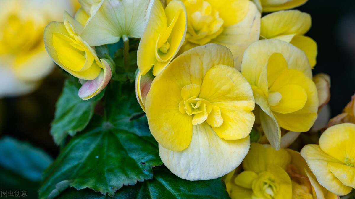 室内种植四季海棠,四季海棠夏季怎么养活