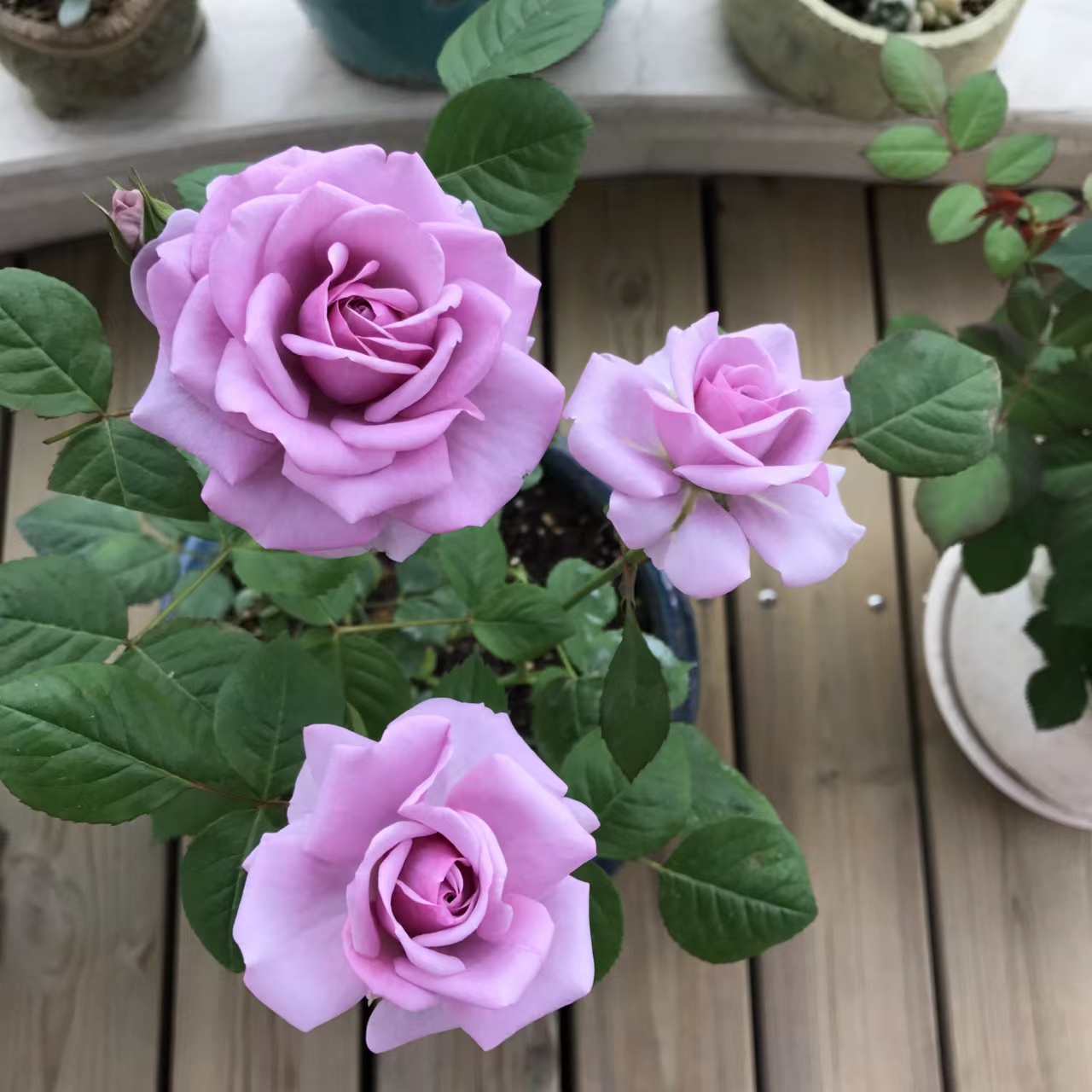 精致又温馨的小阳台,漂亮阳台月季花