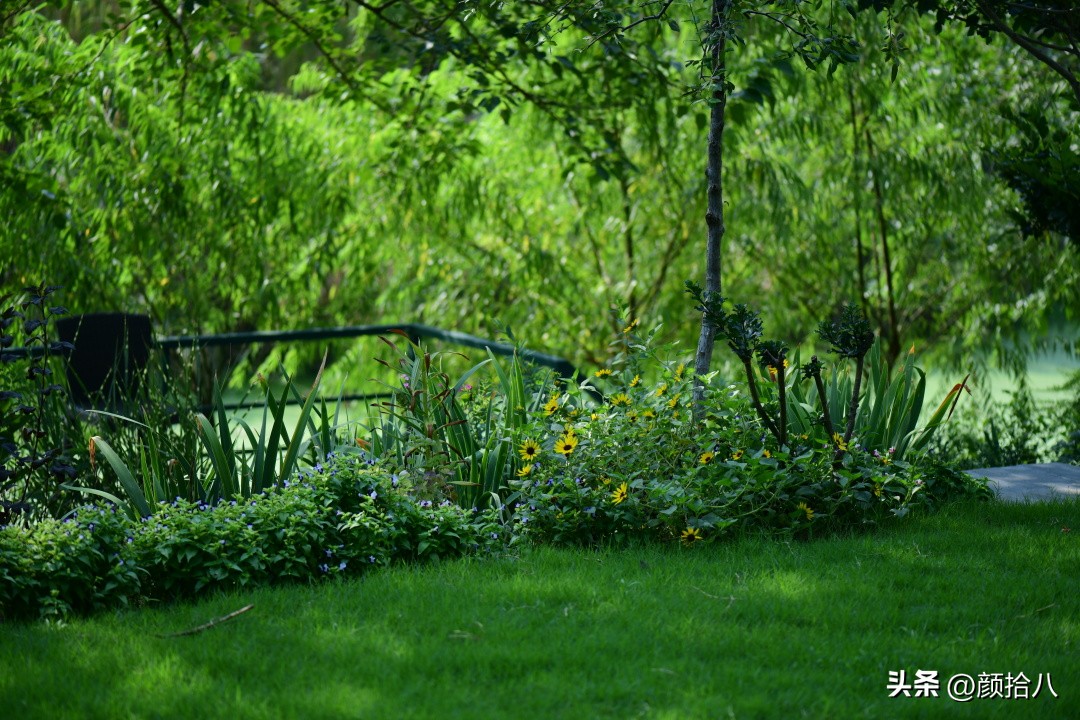光辉岁月向日葵单朵花能开多少天,光辉岁月向日葵开花效果