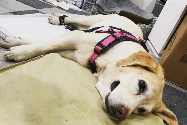 狗狗出现这7个征兆,狗狗救命的七大征兆