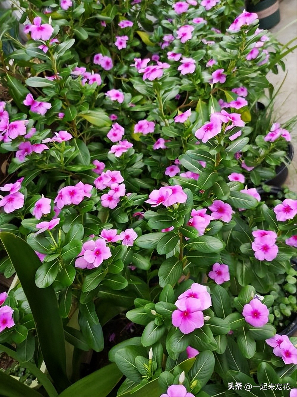 4种花好养易活开花漂亮,6种非常漂亮的花好养易活