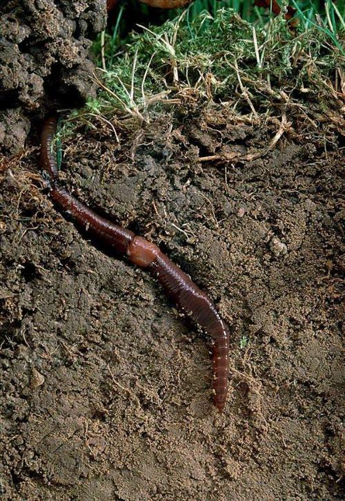 禽畜粪便环保处理,畜禽粪便处理循环利用利弊