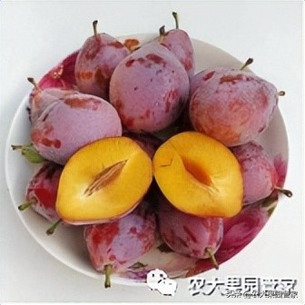 优质果树苗木品种介绍,最好的新品种苹果苗木