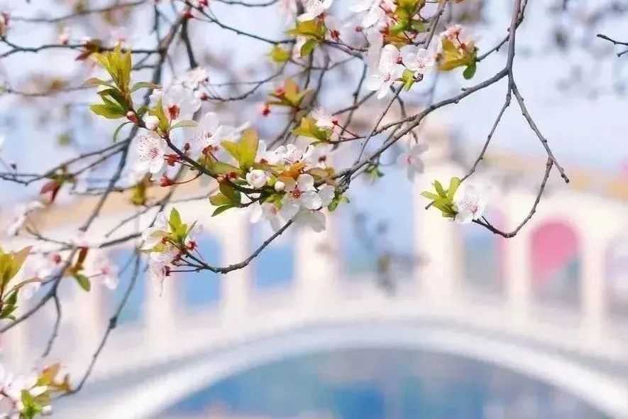 美翻了，四川高职院校风景如画，在这读书好巴适！