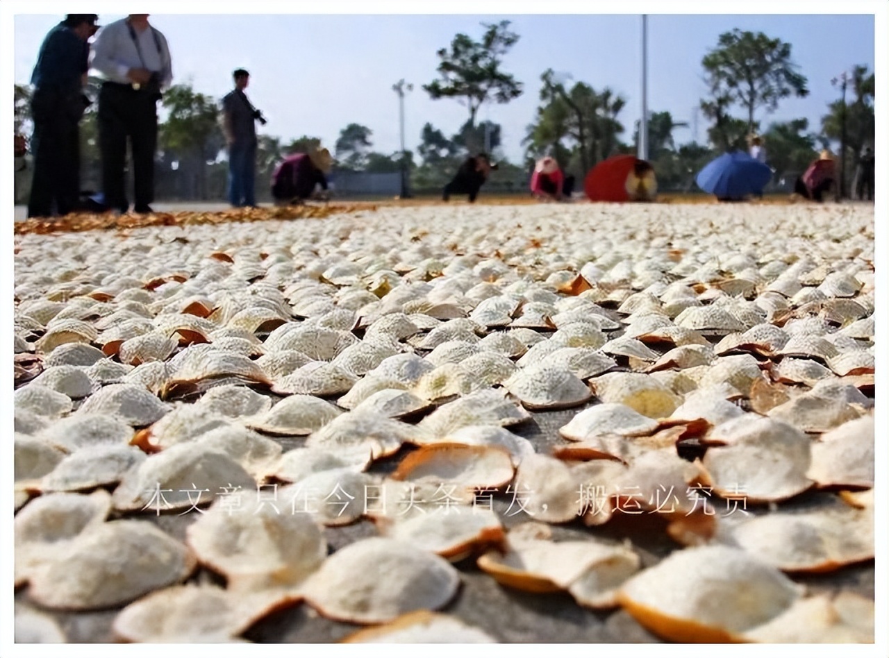 新会陈皮滞销,新会陈皮20000斤