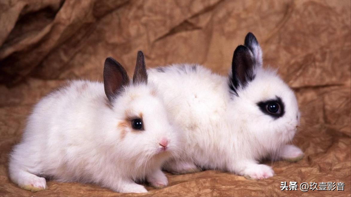 宠物兔和普通兔子的区别在哪,常见的最受欢迎的宠物兔种类