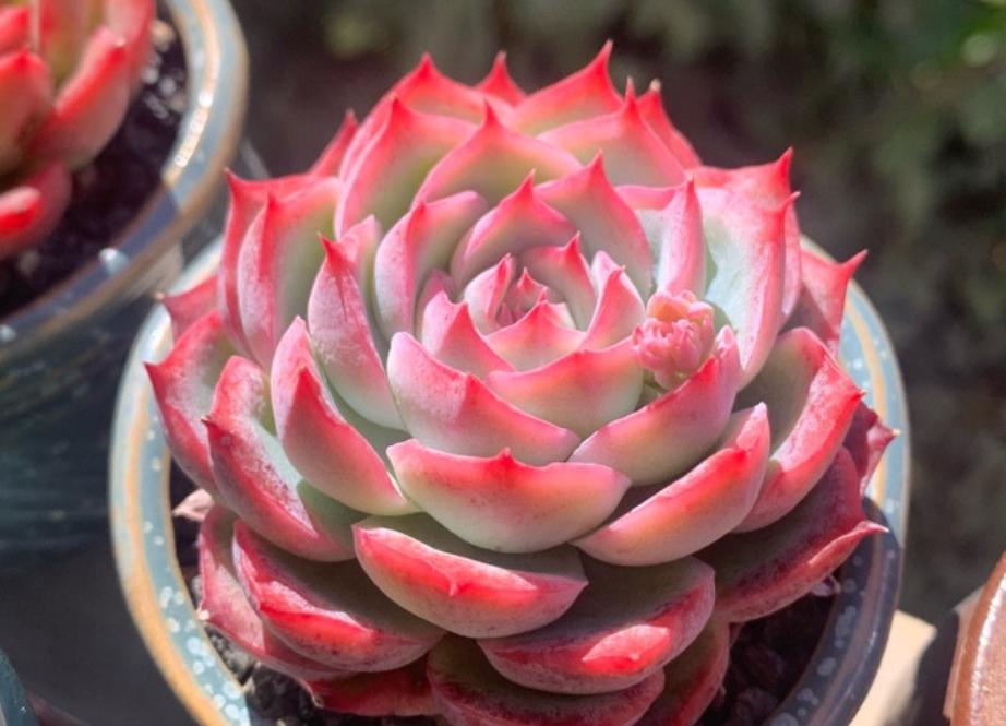 高颜值又皮实好养的多肉,天生好皮囊