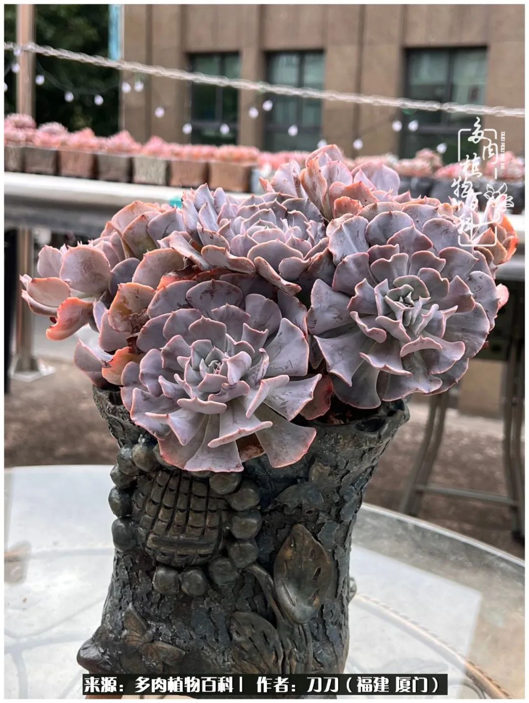 多肉夏季不好养品种有哪些,高花盆为什么养不好多肉