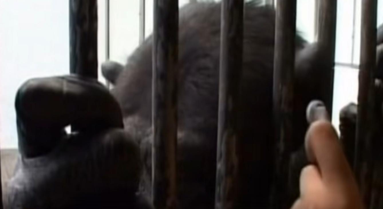 动物园的猩猩感染烟瘾,母猩猩染上烟瘾