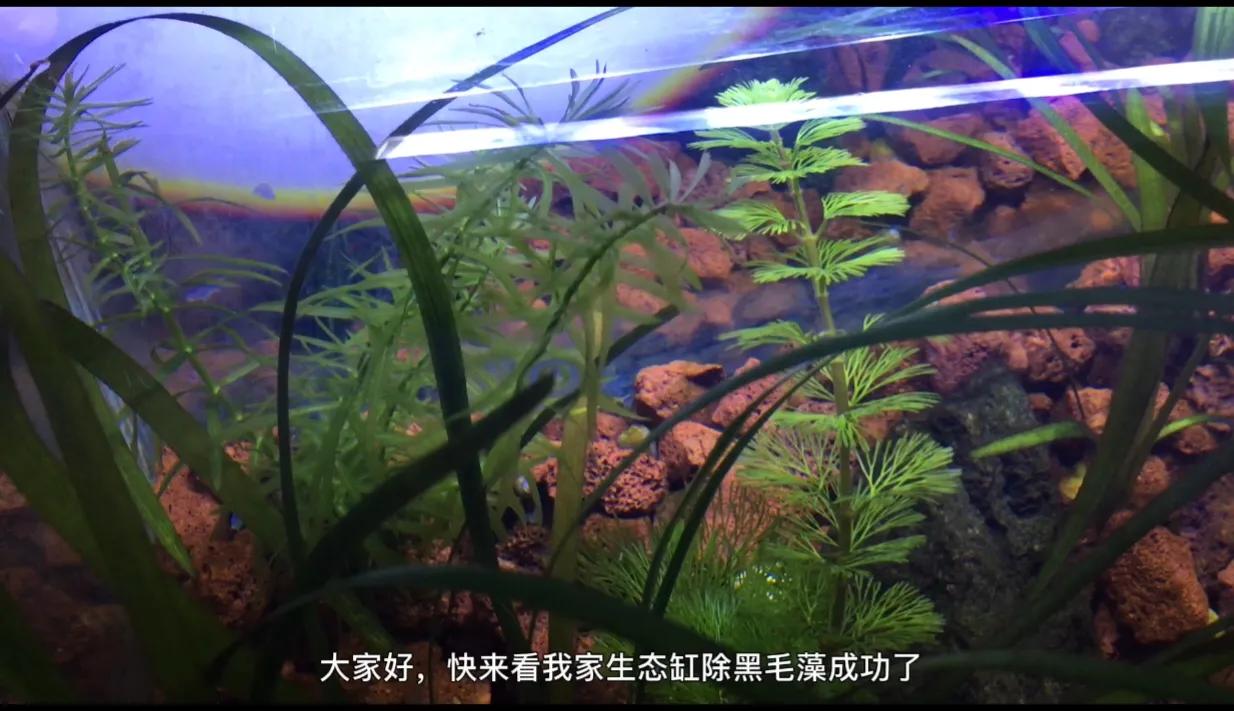 草缸水流冲击水草会长黑毛藻么,鱼缸里为什么只有水草上有黑毛藻