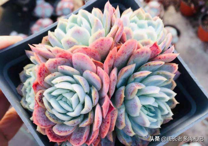 冰梅贝瑞和月影的区别,冰梅和贝瑞哪个容易出状态