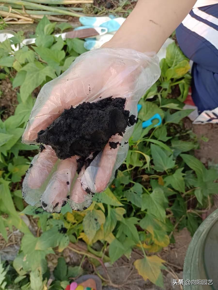 草木灰能根除土壤的病虫害吗,草木灰作用与防治方法