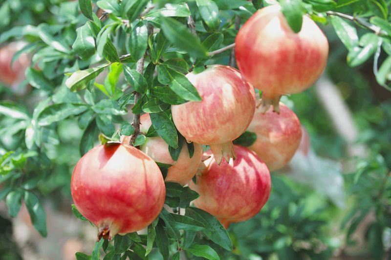 速来，这个初秋，你和石榴有个约会