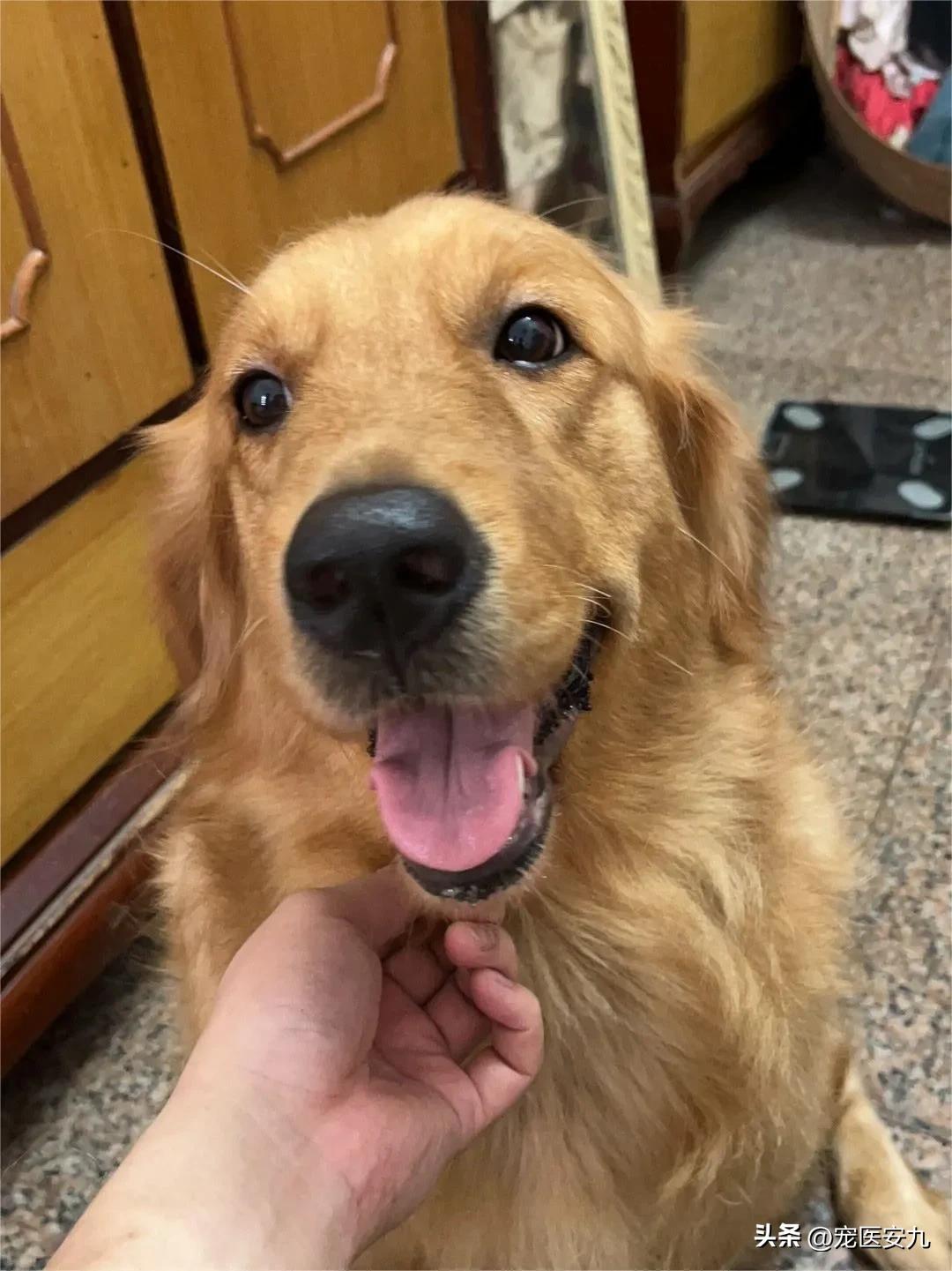 狗狗低血糖引起的癫痫怎么解决,狗狗得了癫痫要注意什么