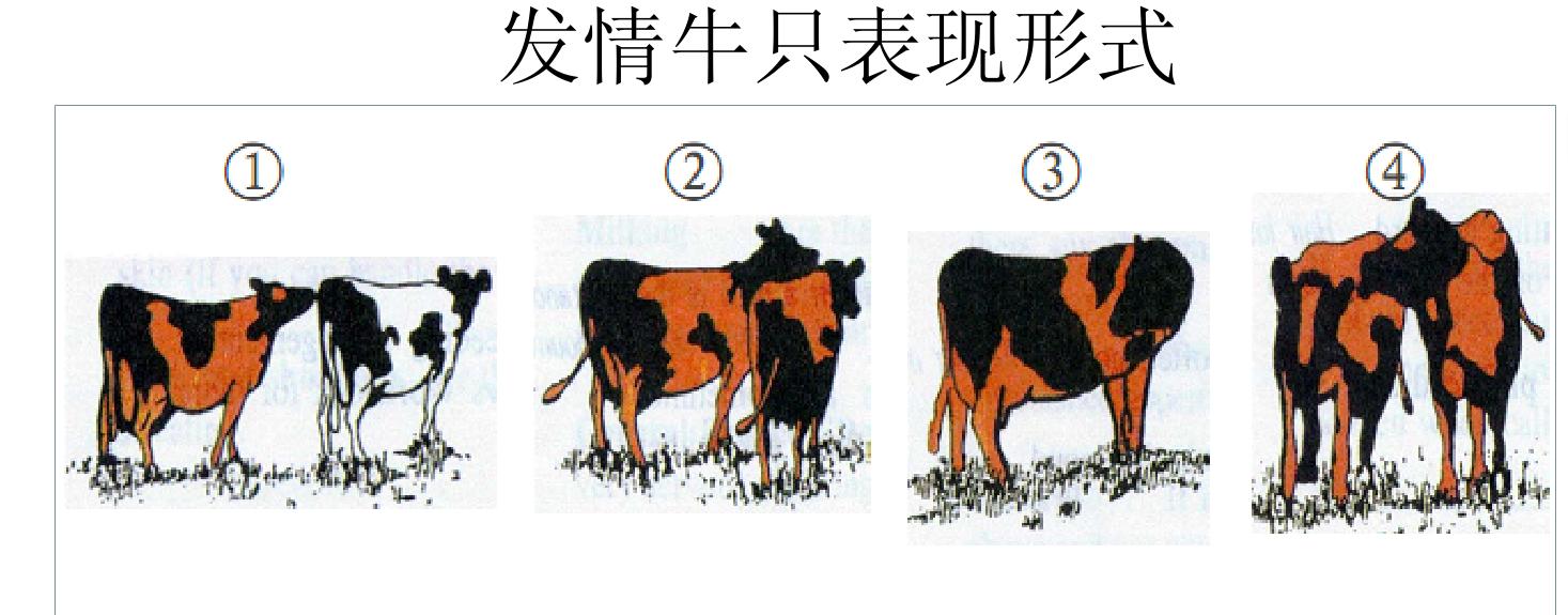 母牛发疯视频,母牛发烧什么情况不能打针