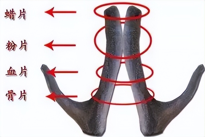 每天学习一味中药教学,中药鹿茸煎煮方法
