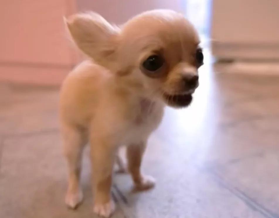 汪汪队立大功狗狗都是什么品种,汪汪队中的11个狗狗品种