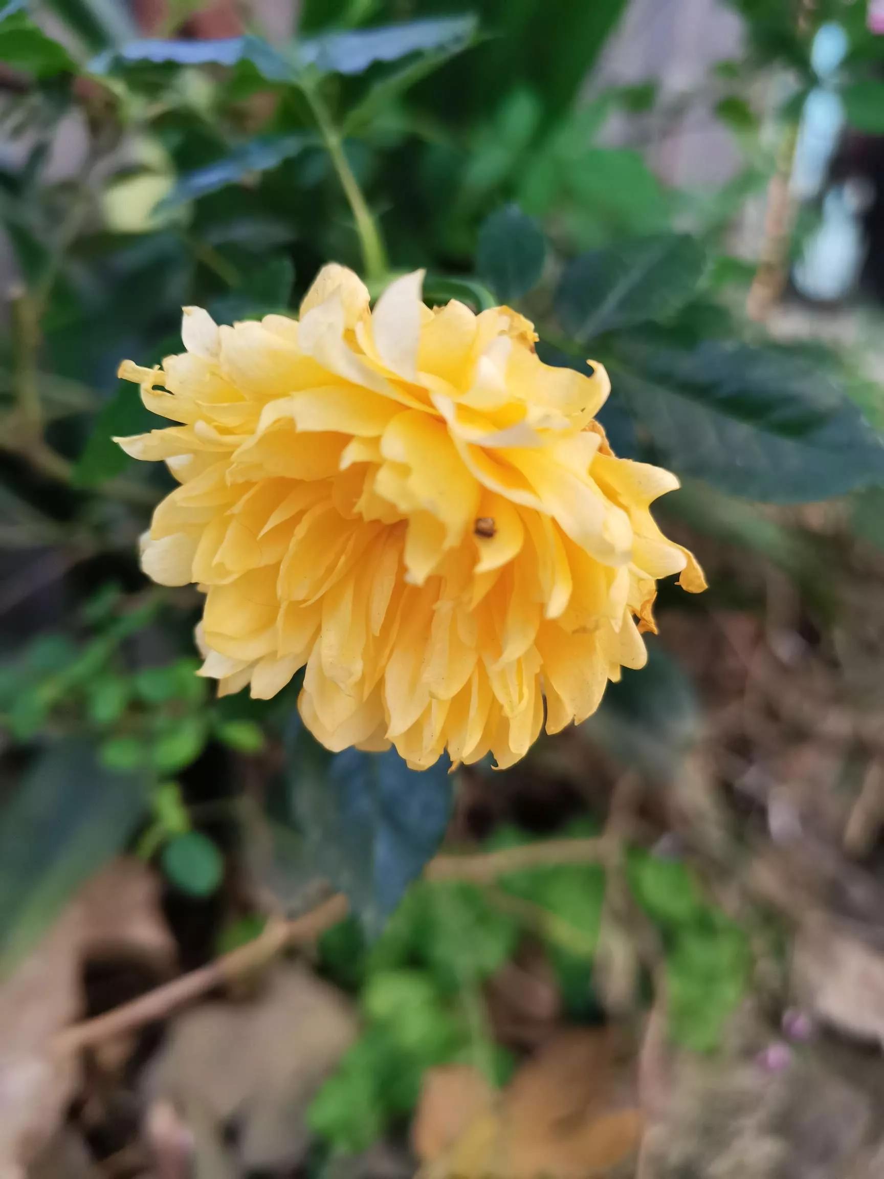 认识各种花的花名,认识各种花的名称