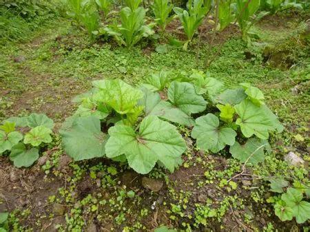 十大被人遗忘的蔬菜水果,十大被人遗忘的蔬菜