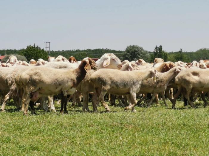 羊奶粉排行榜前十品牌名单,羊奶粉前十名品牌排行榜