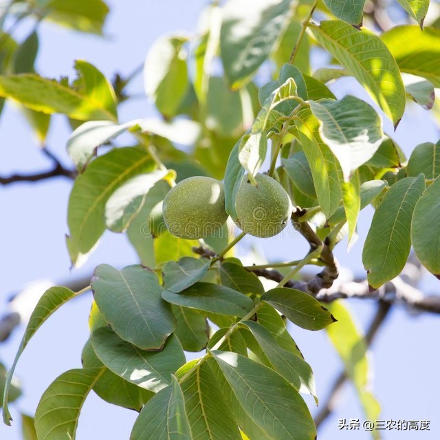 核桃的病虫害防治打什么药,核桃病虫害怎么防治