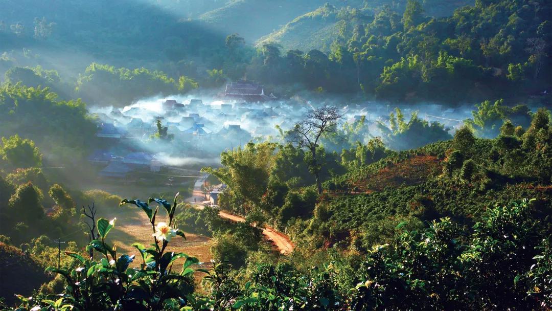 手把手教您买茶不入坑的诀窍,怎么买茶不会被坑