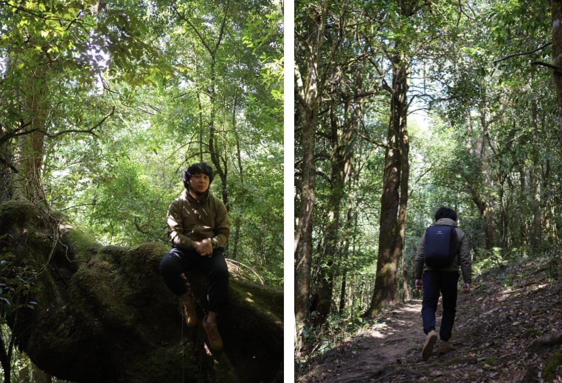 内含物质高达52％的茶种，竟然在云南？|2023茶山播报06