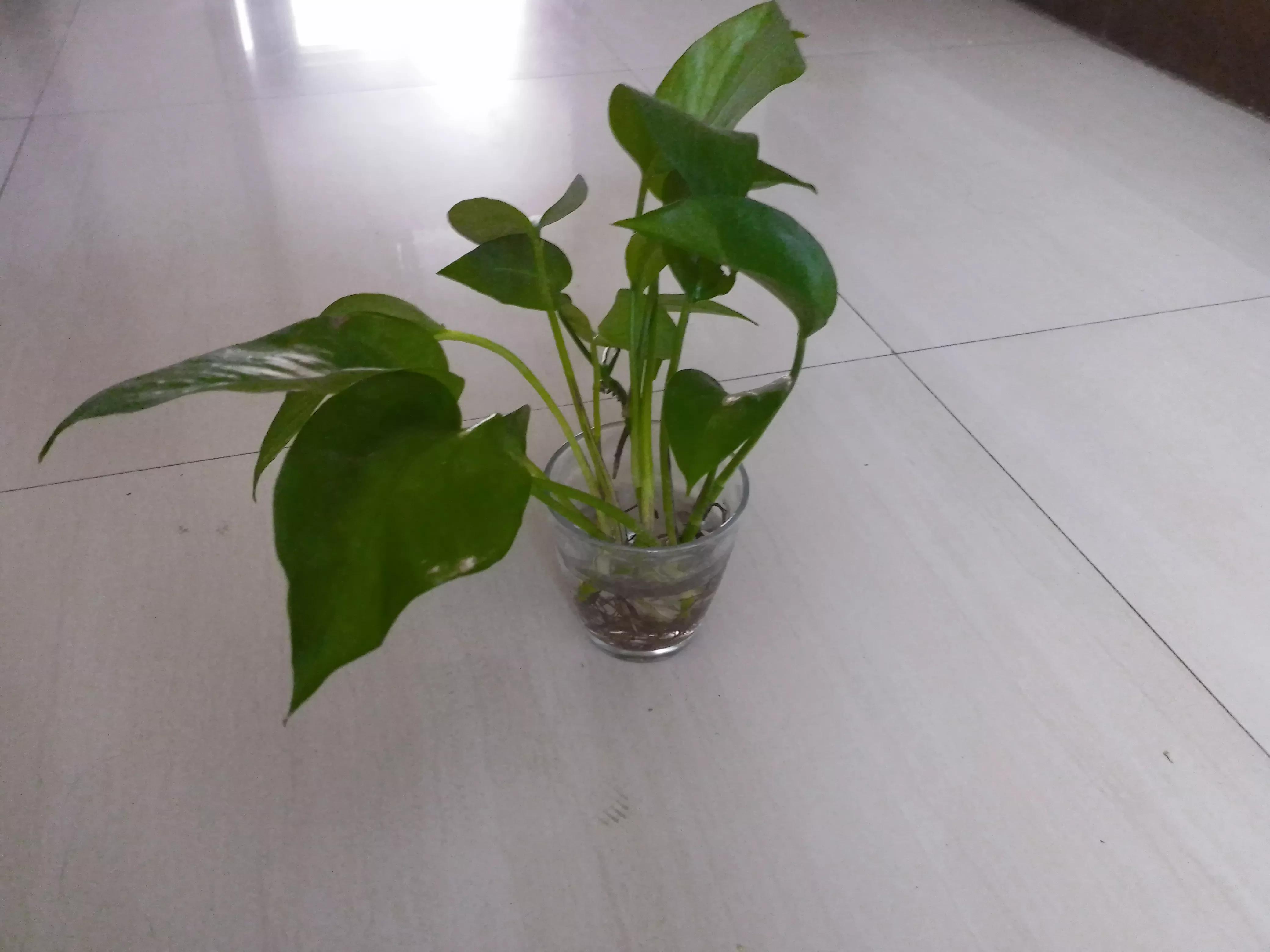 瞧！满屋都是插花，走到哪里都是春天美景