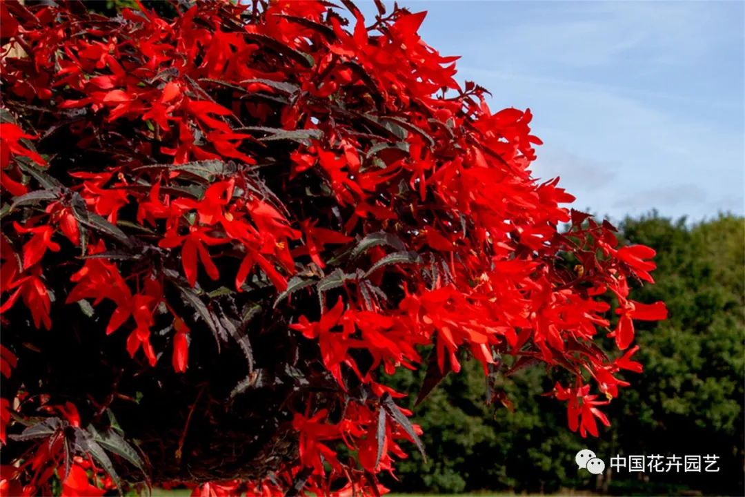 鑺卞崏鍝佺灞曠ず,鏂颁紭鑺卞崏鍝佺灞曠ず
