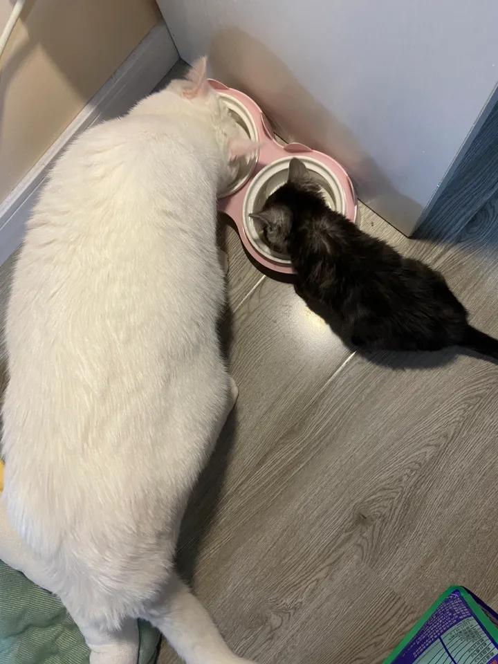 大猫总是咬主人怎么办,大猫老是咬新带回来的小猫怎么办