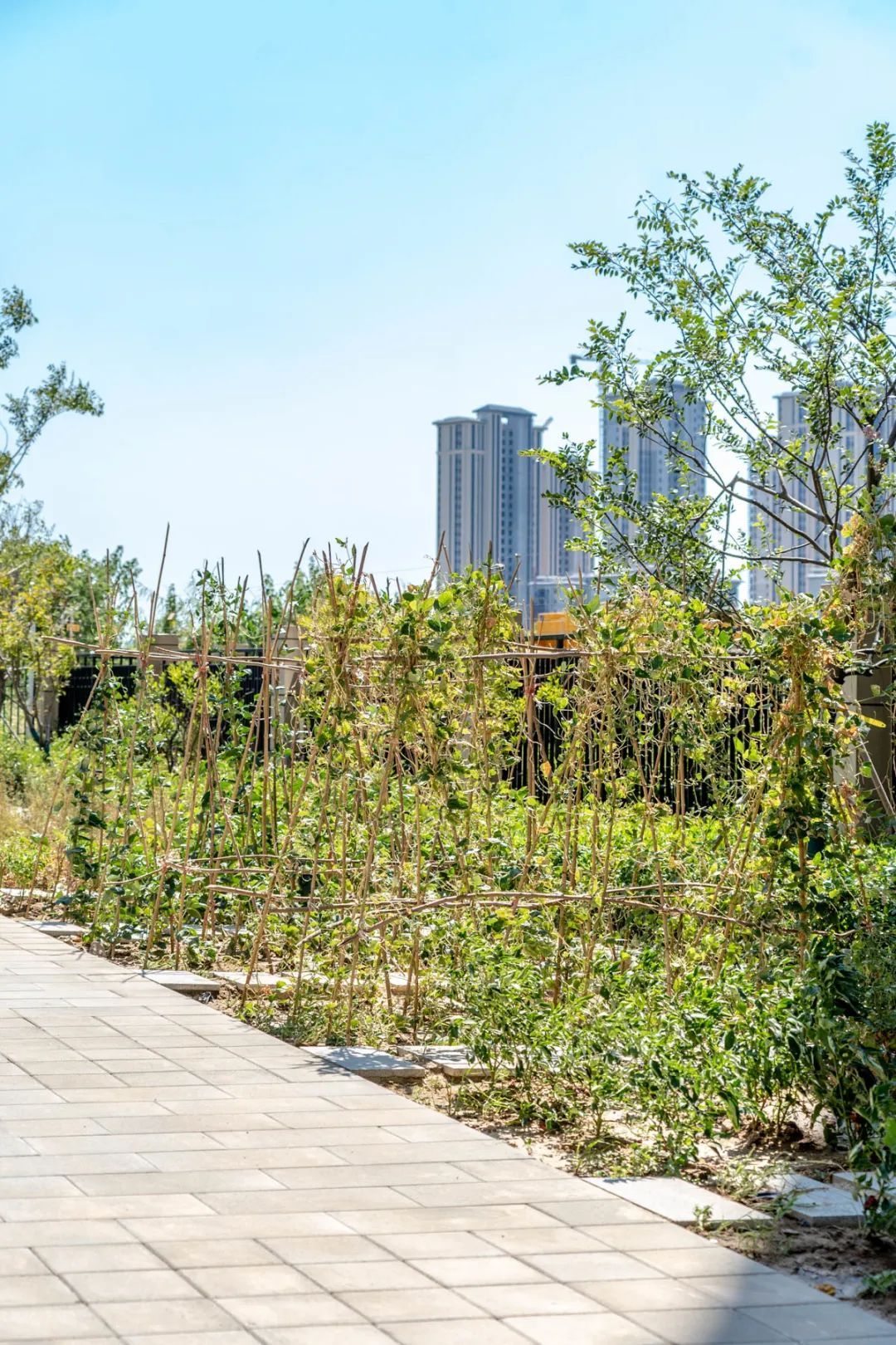 武汉各高校开学了吗,武汉经开新开学校