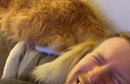 为啥猫咪老用尾巴扇我是不耐烦吗,猫咪一直扇尾巴