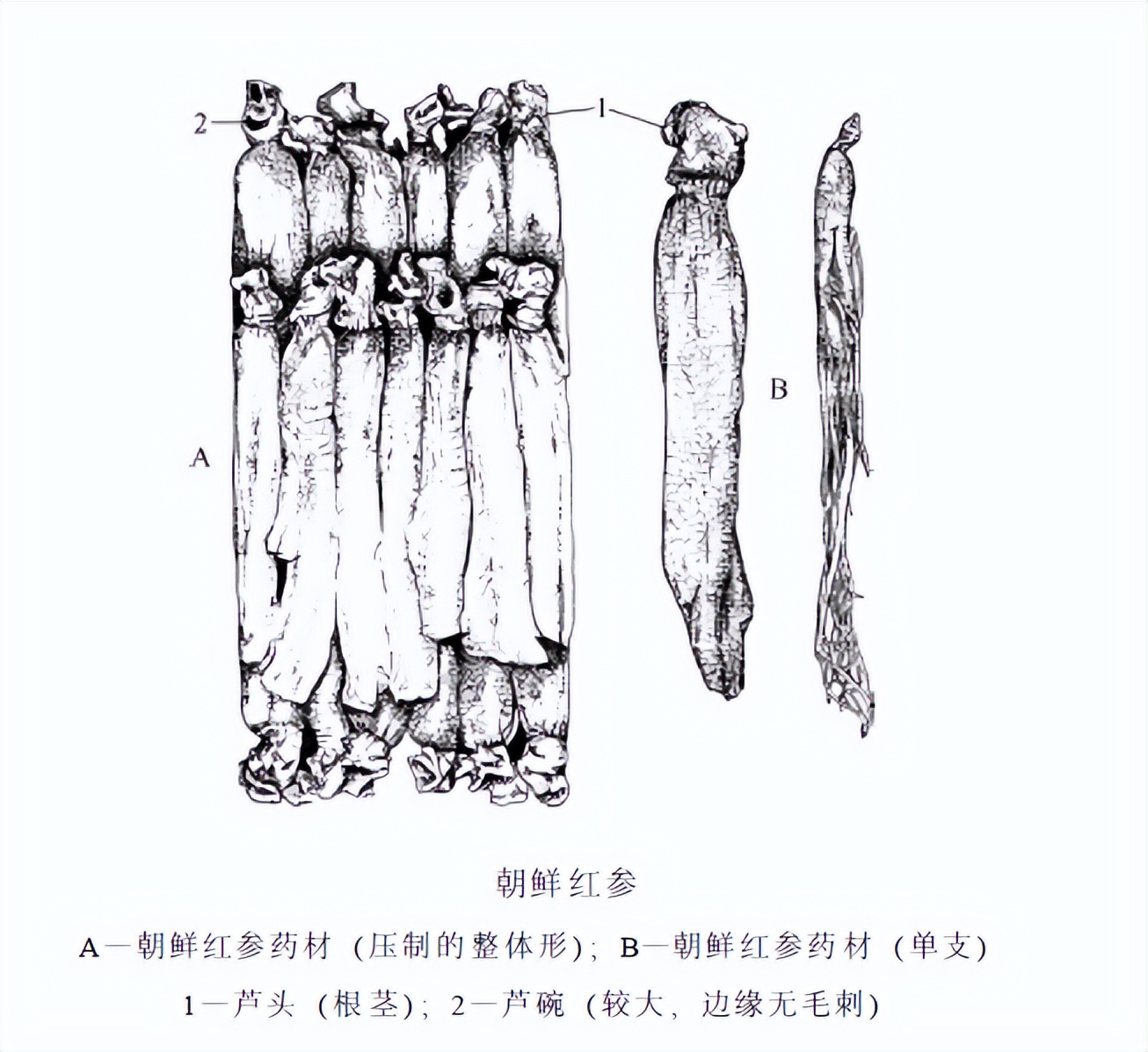认识红参,带你认识红木