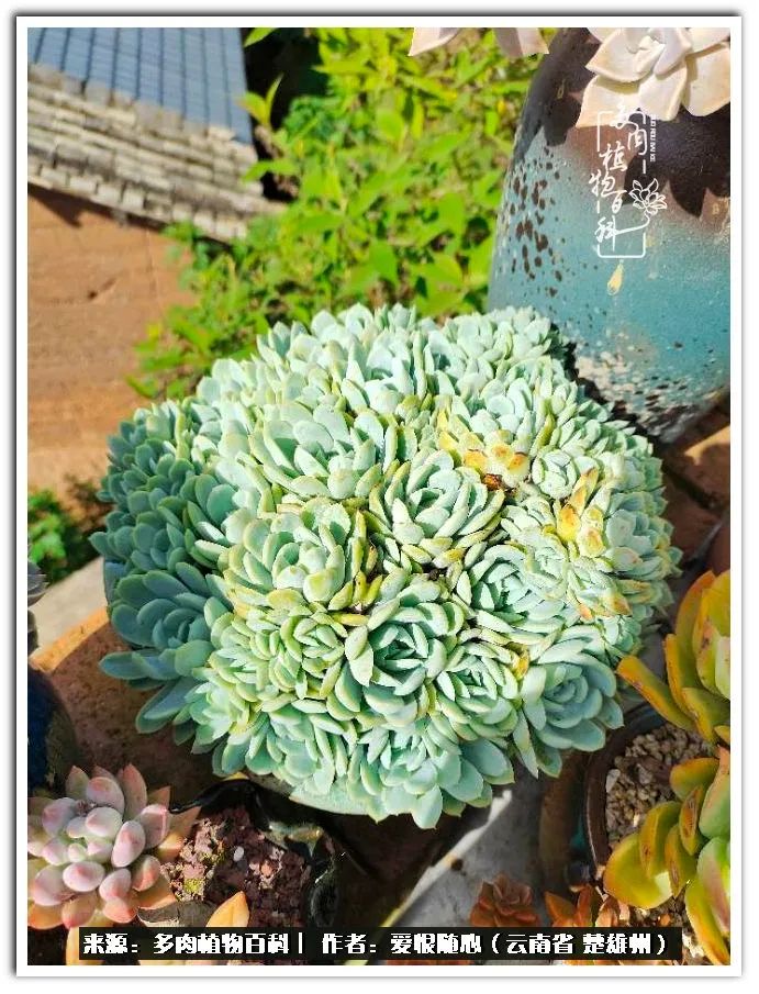 用心种好每一棵多肉,每一棵多肉都是独一无二的