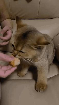 榴莲有点开口了有点长毛,榴莲靠近核的地方像长毛