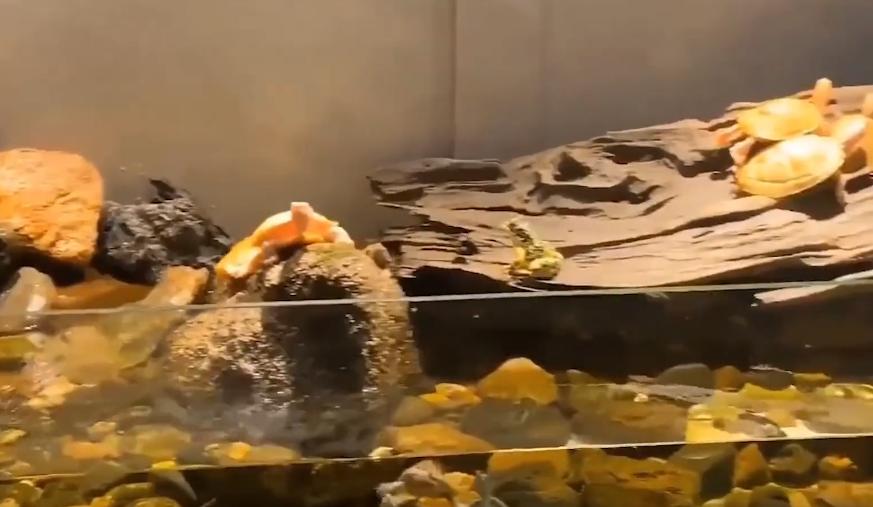 北京男子捡到乌龟饲养7年,北京男子捡到乌龟养了8年