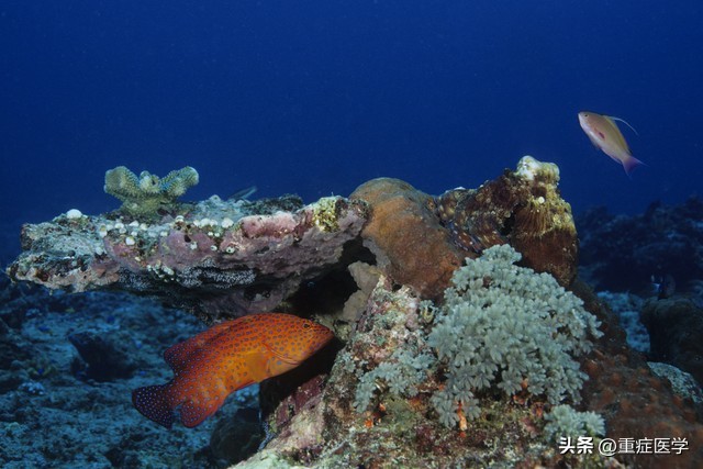 喹诺酮类耐药多久发生,喹诺酮类抗生素耐药机制